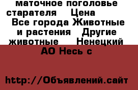 маточное поголовье старателя  › Цена ­ 2 300 - Все города Животные и растения » Другие животные   . Ненецкий АО,Несь с.